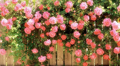 英国国花的历史因素 英国国花花语--驻马店新闻