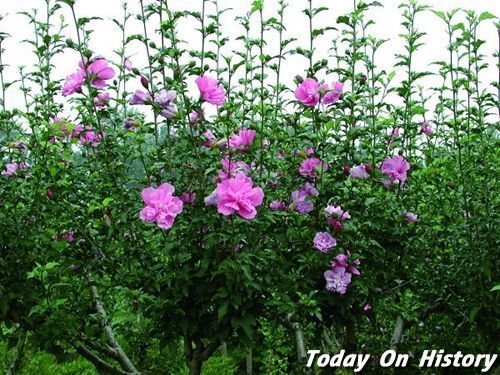 韩国的国花是什么?韩国国徽是什么样的?