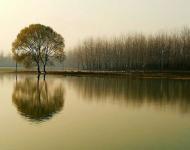 冬夜漫步芦苇丛中。