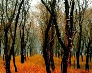 远离都市喧嚣，像童话故事里，寂静不被打扰！