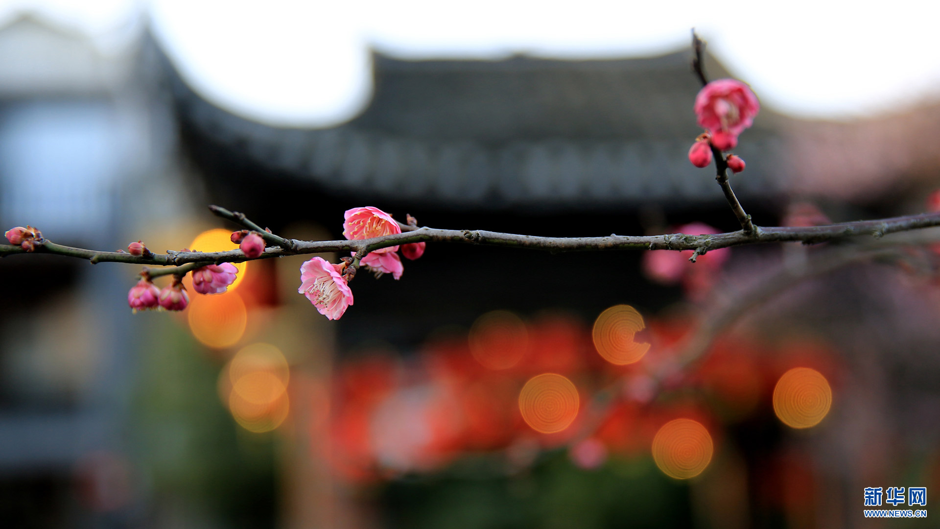 春来花开，绽放正当时--驻马店新闻--驻马店广视网