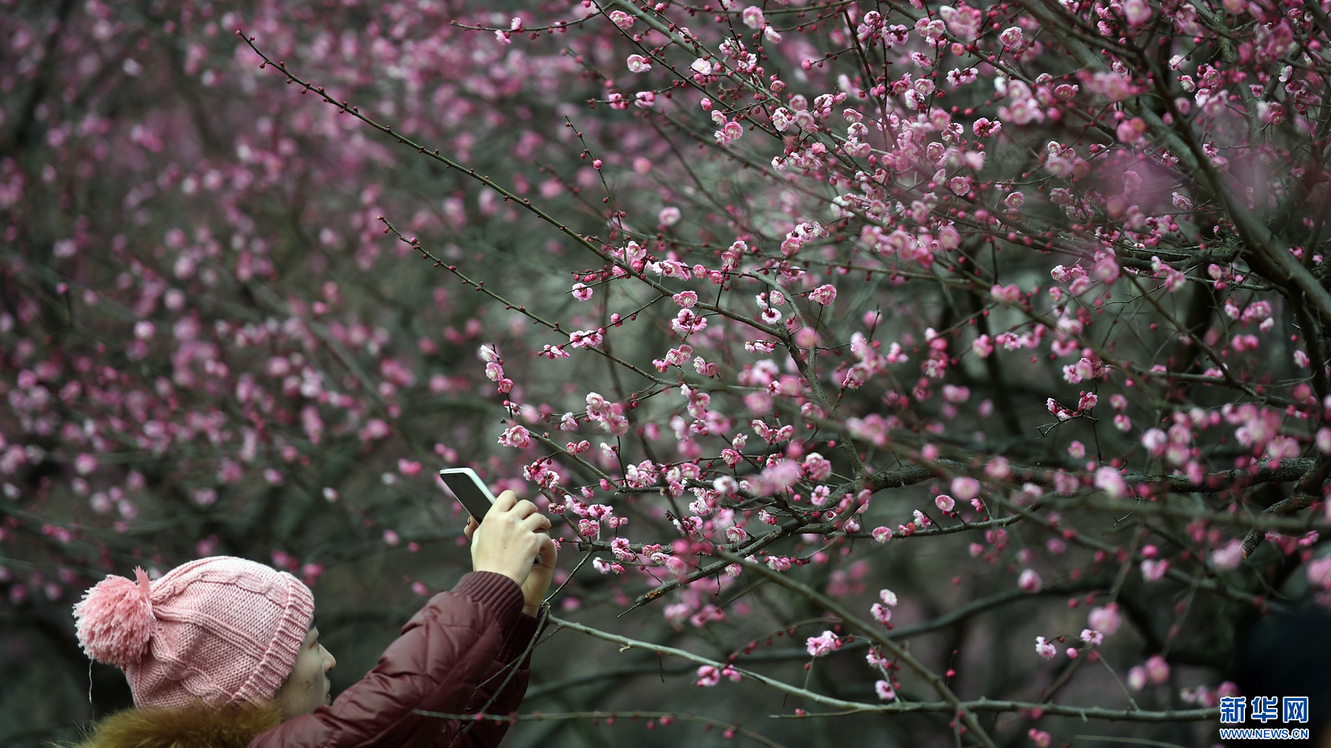 春来花开,绽放正当时--驻马店新闻--驻马店广视网
