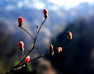 报春（摄影/秋天）