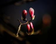 红烛（摄影/秋天）