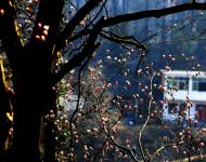 望春谷是目前国内规模最大的纯野生玉兰带。