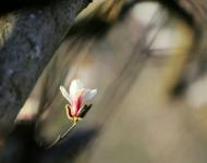 枯木逢春（摄影/秋天）