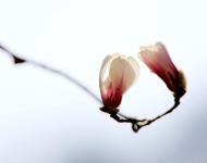 恩爱夫妻（摄影/秋天）