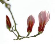 三口之家（摄影/秋天）