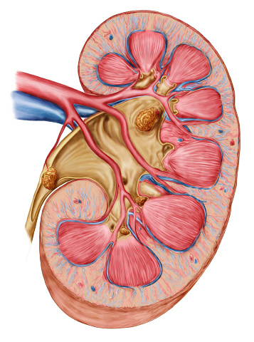 北京40岁以上人群慢性肾病发病率约为18.7%-