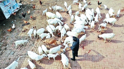 河南畜牧产业如何发展:对贫困县实施畜牧产业