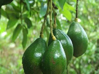 牛油果的营养价值--驻马店新闻--驻马店广视网