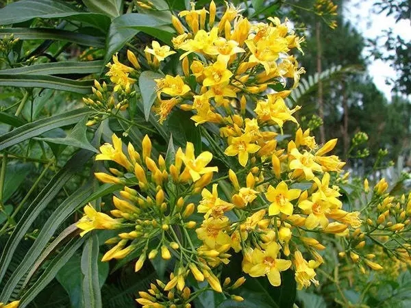 紧急扩散！驻马店人春游见到这种花千万不要采，居然是毒药之王！