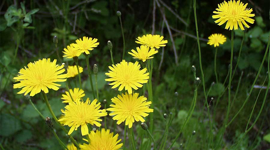 驻马店出游爱挖蒲公英吃的老乡们，都看看吧！