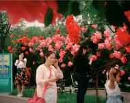 月季花开香满城