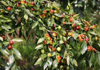 酸枣仁怎么吃?酸枣仁的功效与作用