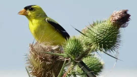 想写一首真正有意境的诗?这篇教程不可不读