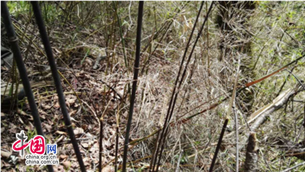 九寨沟生态环境改善 野生大熊猫时隔5年回归-