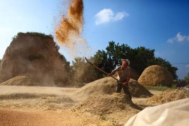 火了！驻马店农村20年前的割麦图曝光！那时候的生活竟这样美好...