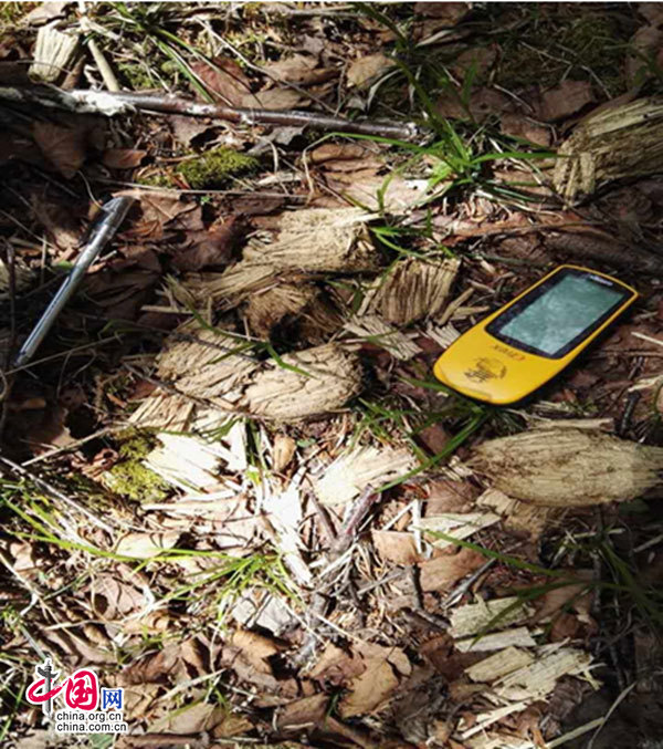 九寨沟生态环境改善 野生大熊猫时隔5年回归-