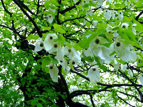 神农架现野生成片国家一级保护植物光叶珙桐