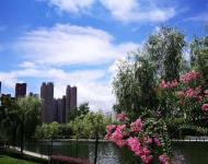 新雨轻洗昨夜天、蓝天白云靓天中。（摄影/盛新亚）