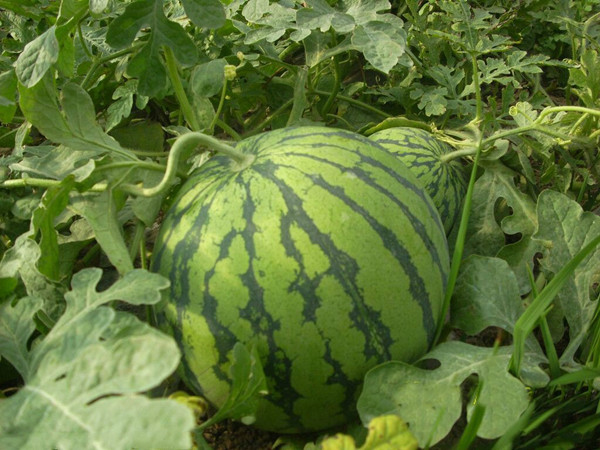 西瓜是水果吗 01fcae516d8b16b7f05a14c0cb8ab5a7.jpg