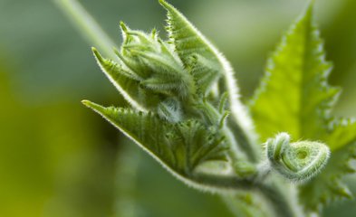 这种菜叶子能治胃痛、去结石、助戒烟，90%的驻马店人都不知道！