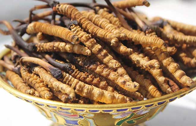 冬虫夏草怎么保存时间长 冬虫夏草发霉怎么办