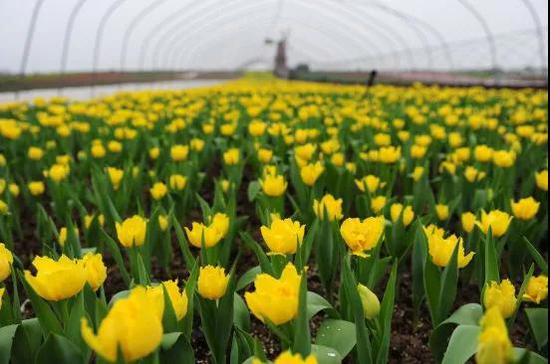 春日合肥 一路繁花似锦 美到惊艳!别眨眼!