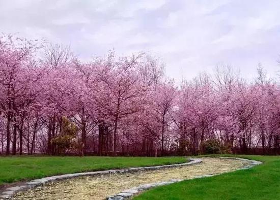 春日合肥 一路繁花似锦 美到惊艳!别眨眼!
