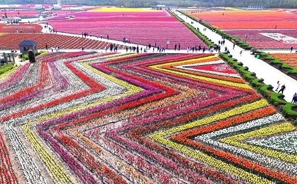 一票进两园！嵖岈山郁金香梅园要开园啦！3月，驻马店这些地方也花开似海...