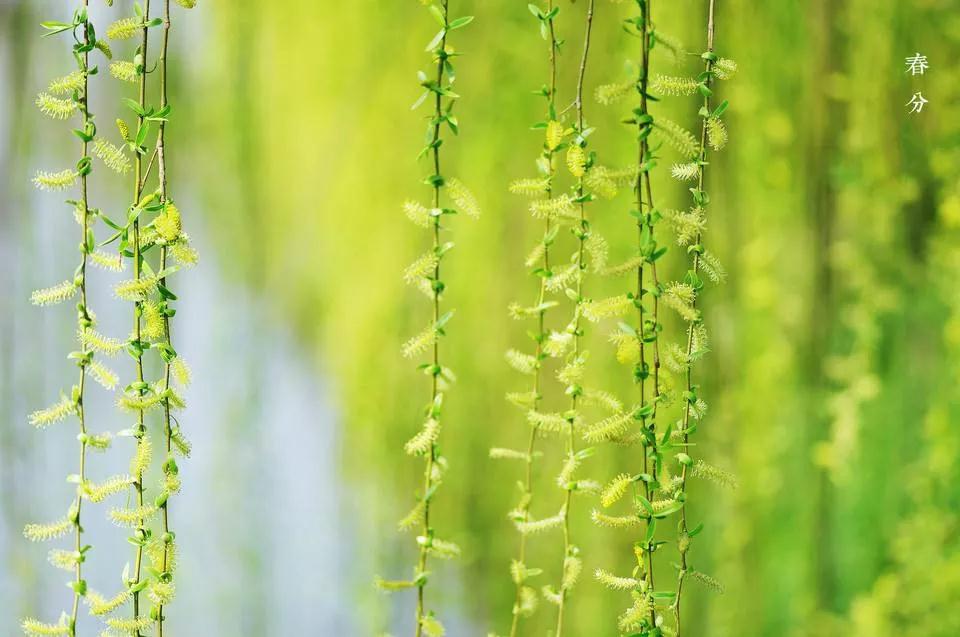 今日春分，明天起气温一路飙升，最高27℃！驻马店开始冬夏无缝对接！