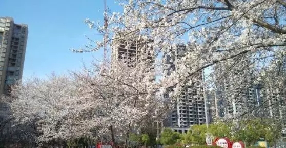 看樱花不必去武大，驻马店这个地方的樱花就很美！出门踏春的赶紧看！