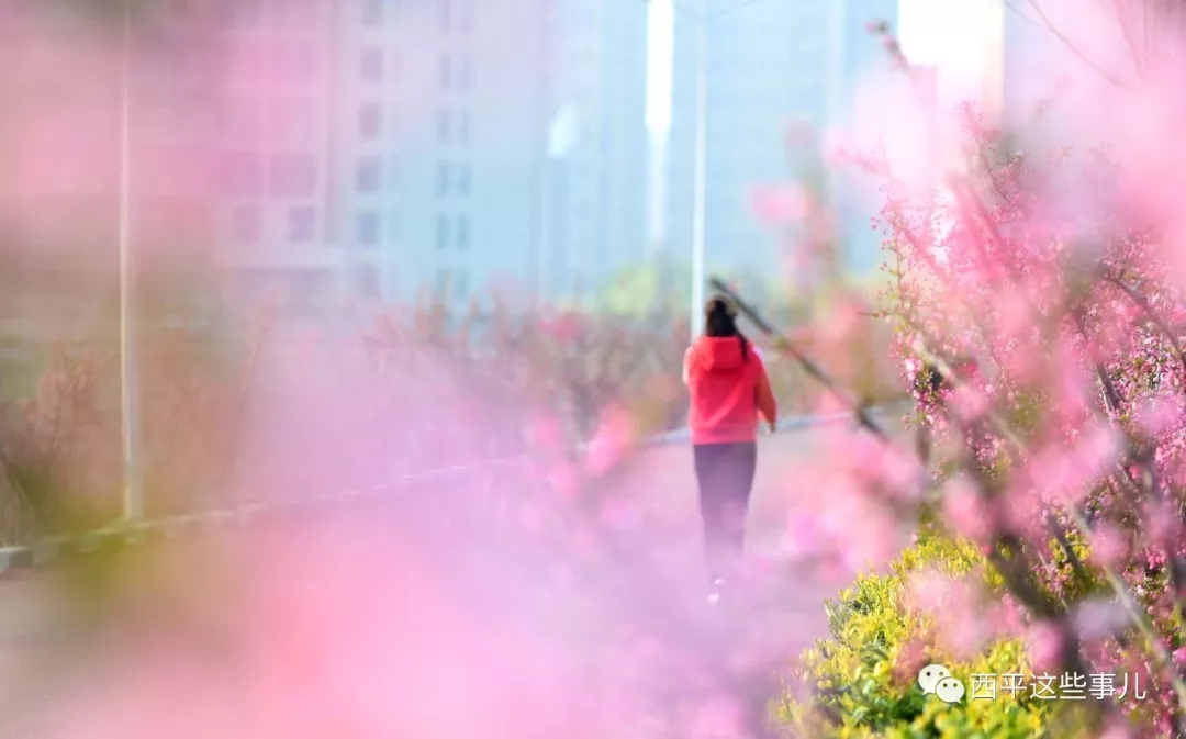 3月春暖花开，驻马店10个县区公开比美！来看谁更胜一筹？