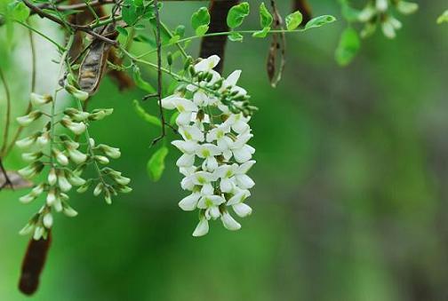 吃槐花咯！驻马店采摘槐花地点、做法大全来啦！