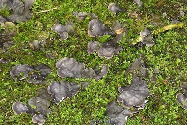 石耳的宜忌人群 石耳怎么清洗