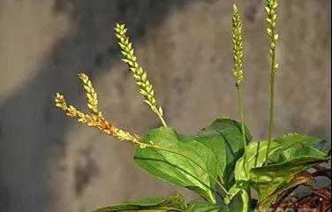 驻马店农村到处都有的这种草，竟然是个宝！可惜很多人不知道