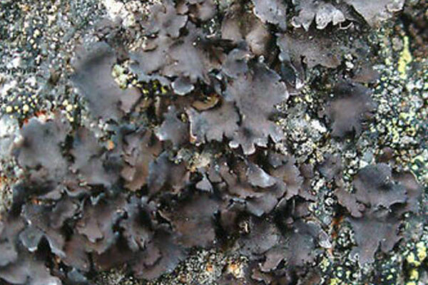 石耳的宜忌人群 石耳怎么清洗