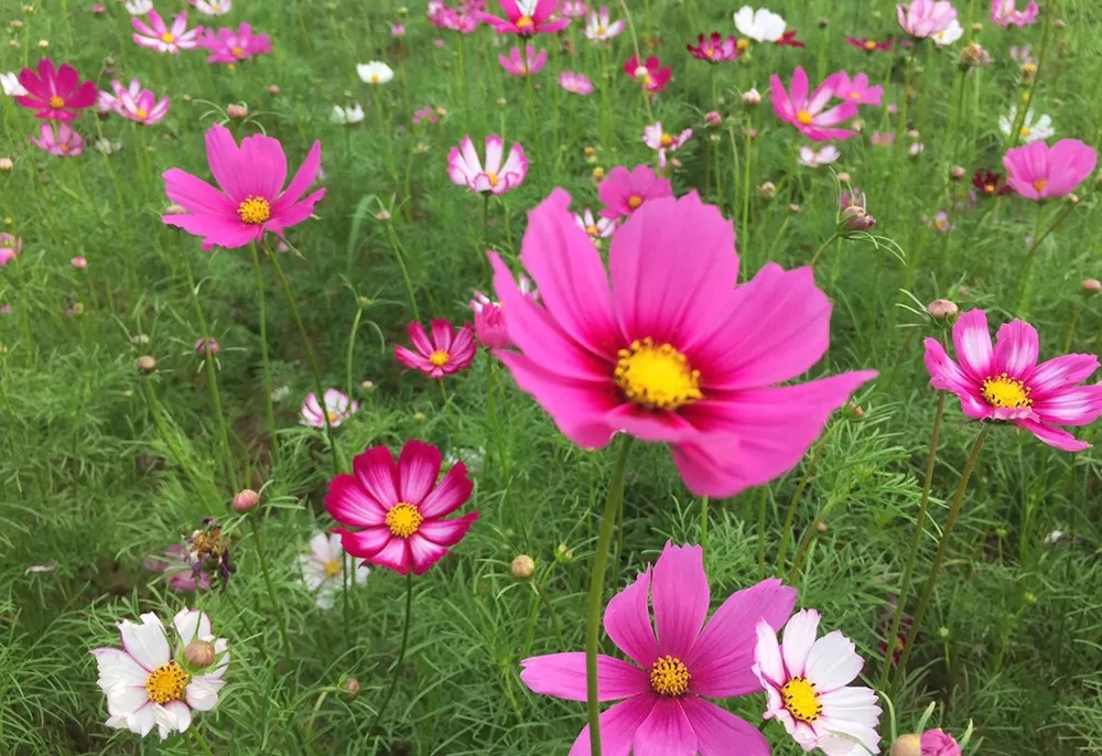 壮观！驻马店有个万亩大花园，600亩格桑花已经盛开！