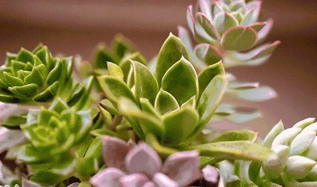 毛骨悚然！驻马店家里养多肉的人快看，特别是有小孩的...