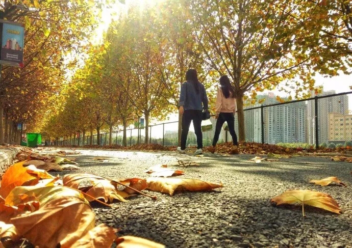 美极了！驻马店红叶迎最佳观赏季，这10个地方再不去就晚了...