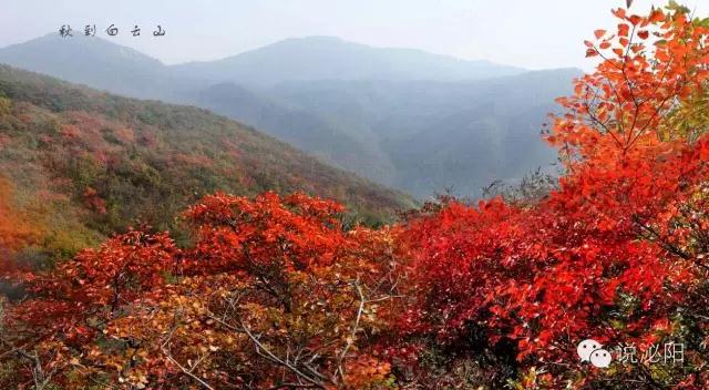 红叶节来啦！今日起，驻马店这个景区门票连续免费15天！