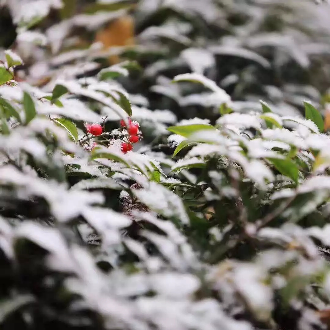 雪下了一夜后，驻马店今天变成了这样...不过让人崩溃的是…