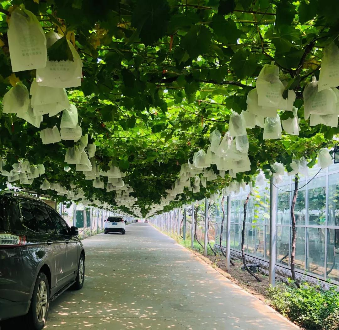 约么？8月11日，驻马店这里所有葡萄免费吃！转发就可享半价！