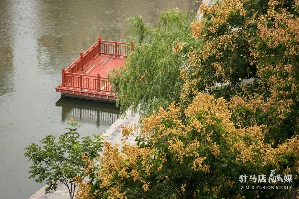 万千“灯笼”挂枝头！驻马店这几条路竟然美成这样！