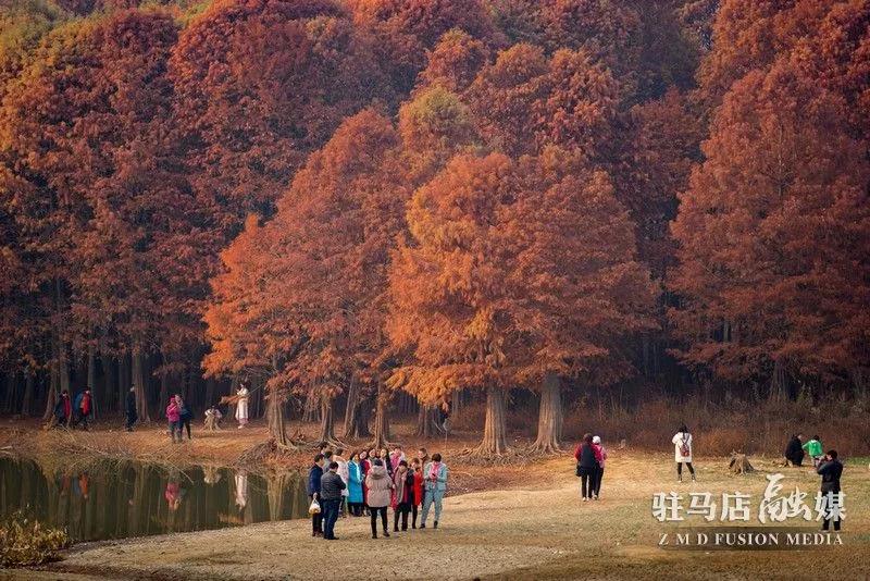 惊艳！土门林场、“天鹅湖”、国家湿地公园...驻马店这些地方大变样！
