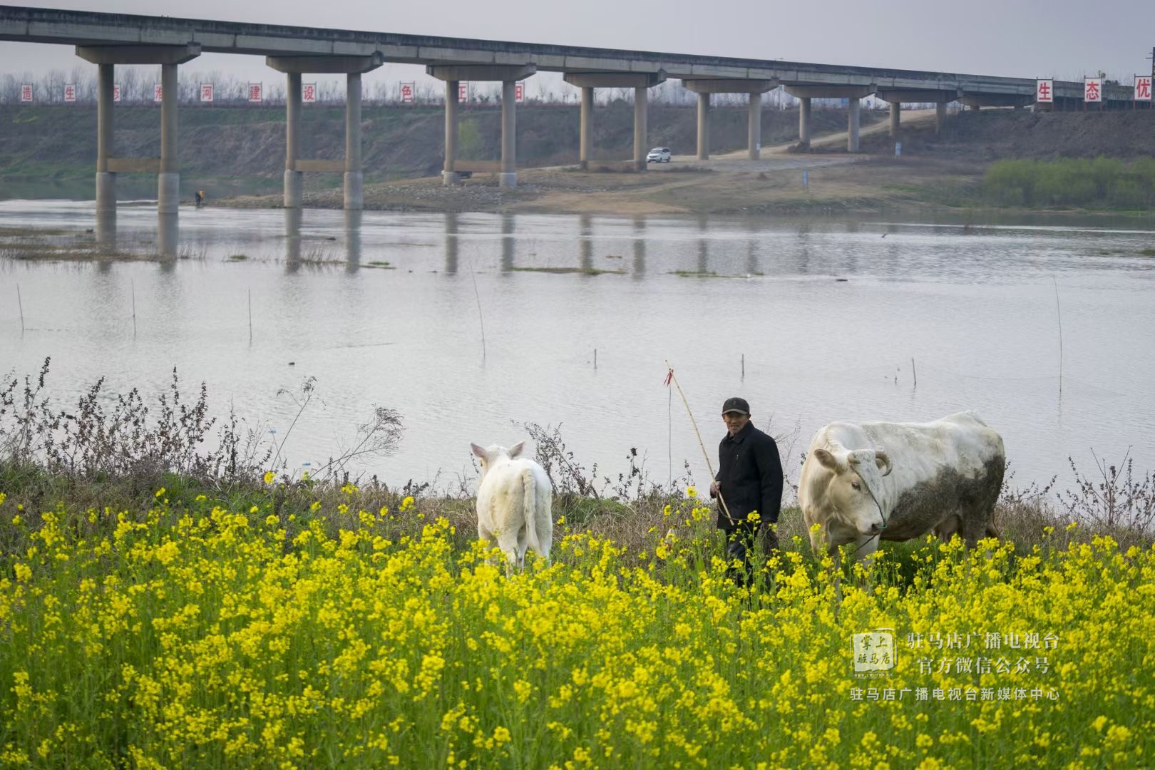 暴涨暴跌！大变！就在驻马店！