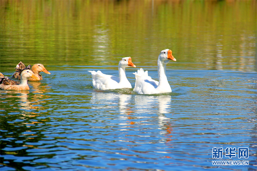 走进乡村看小康|生态乡村美如画