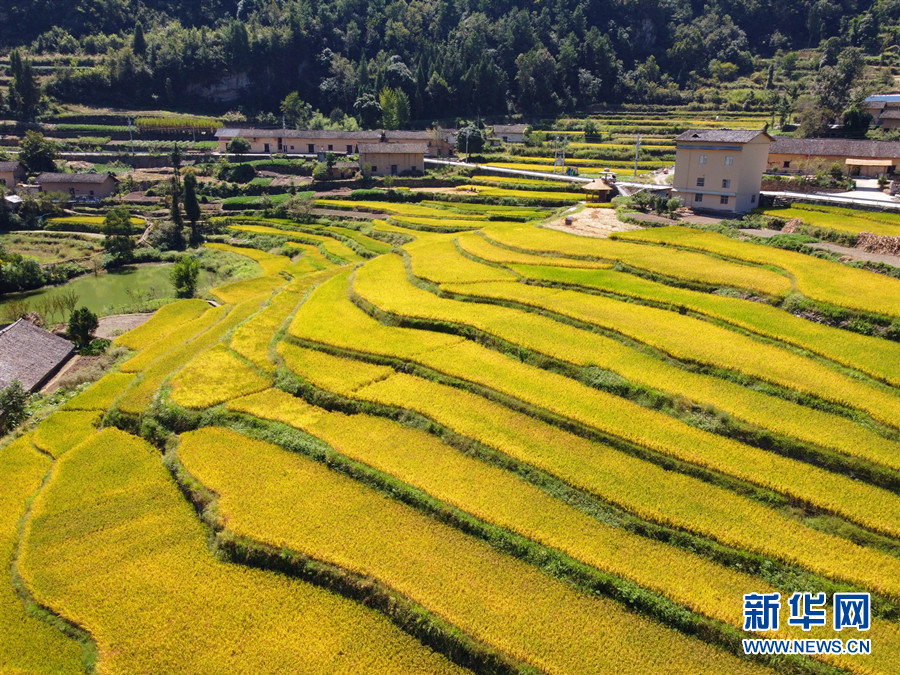 走进乡村看小康丨湖北巴东牛洞坪村：层层梯田遍地金 稻谷丰收美如画