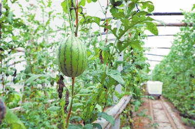 你好，小康丨漯河市召陵区大徐村：党员带头干 种出“致富瓜”